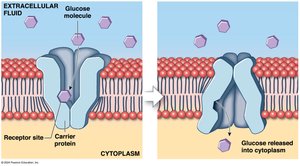 Facilitated diffusion of glucose
