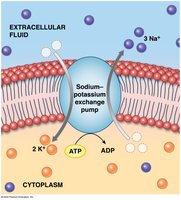 Sodium–potassium exchange pump