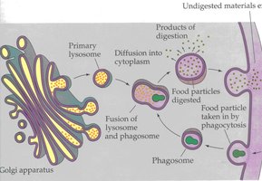 Phagocytosis process