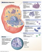 Membranous organelles in a model cell