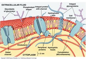 Detailed plasma membrane structure