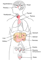 Major human endocrine glands