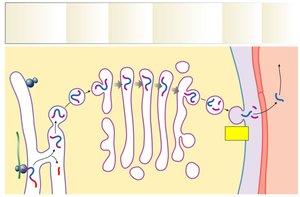 Peptide hormone synthesis and release
