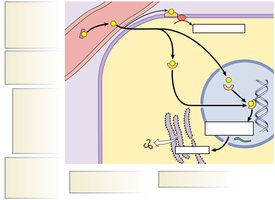 Steroid hormone action mechanism