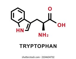 Tryptophan structure
