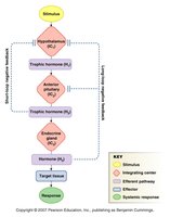 Endocrine reflex pathway