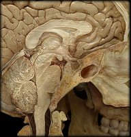 Hypothalamic-pituitary axis