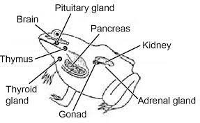 Endocrine glands in a frog