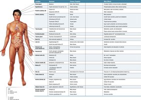 Summary table of endocrine glands and hormones