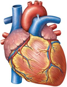 External anatomy of the heart