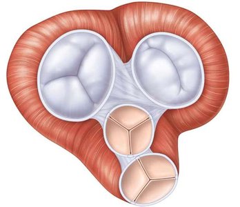 Heart valves open and closed