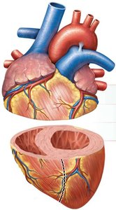 Right vs. left ventricle wall and chamber