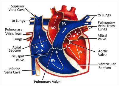 Heart blood flow diagram