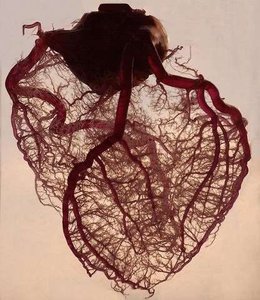 Coronary circulation