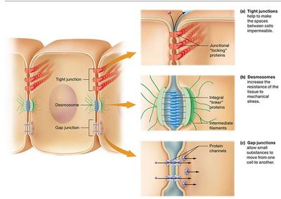Intercalated discs and gap junctions