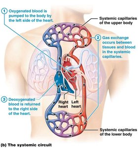 Systemic circuit diagram