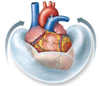 Heart enclosed in pericardium
