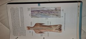 Diagram of the spinal cord and its cross-section