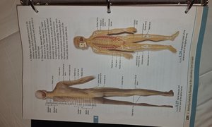 Diagram of the peripheral nervous system