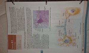 Diagram of neuron structure and nervous tissue