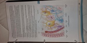 Illustration of neurons and neuroglia