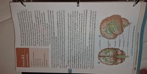 Labeled diagram of the brain's major regions