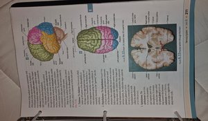 Diagram of the brain's lobes