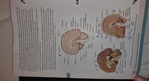 Internal structures of the brain