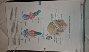 Diagram of meninges and cerebrospinal fluid