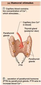 Anatomy & Physiology Endocrine System Study Guide | Notes