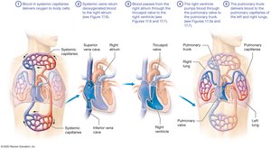 Big Picture of Blood Flow Through the Heart