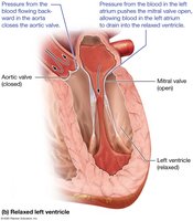 Pressure changes, blood flow, and valve function during relaxation