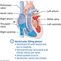 Events of the cardiac cycle, ventricular filling