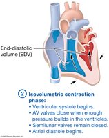 Events of the cardiac cycle, isovolumetric contraction