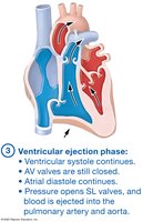 Events of the cardiac cycle, ventricular ejection