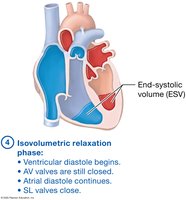 Events of the cardiac cycle, isovolumetric relaxation