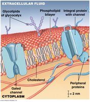 Diagram of cell membrane structure