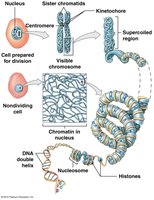 Chromatin and chromosome structure