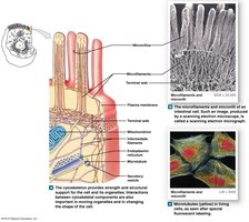 Microvilli and cytoskeleton structure