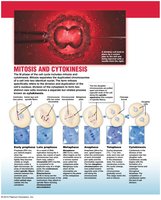 Mitosis and cytokinesis stages