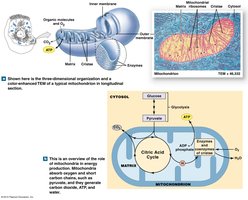 Mitochondria structure and function