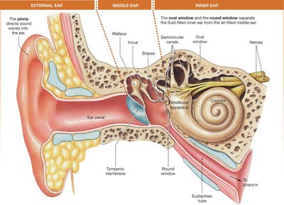 Anatomy of the human ear showing external, middle, and inner ear structures