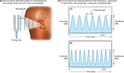 Sound wave properties: wavelength, intensity, amplitude