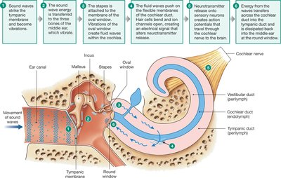 Diagram of sound transmission through the ear