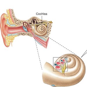 Cochlea structure and its location in the ear