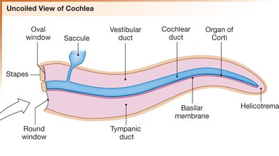 Uncoiled view of the cochlea showing ducts and membranes