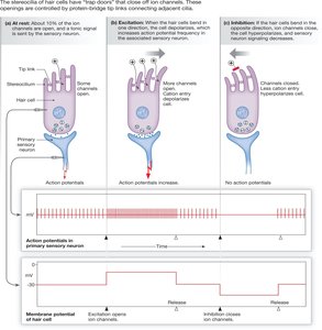 Signal transduction in hair cells: bending of stereocilia and action potentials