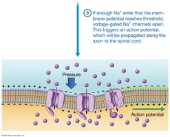 Sensory transduction mechanism