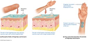 Receptive fields and two-point discrimination