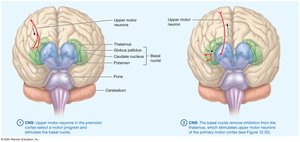 Control of movement by the nervous system